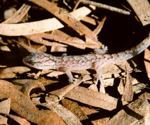 Marbled Gecko