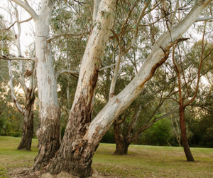 River red gum tree