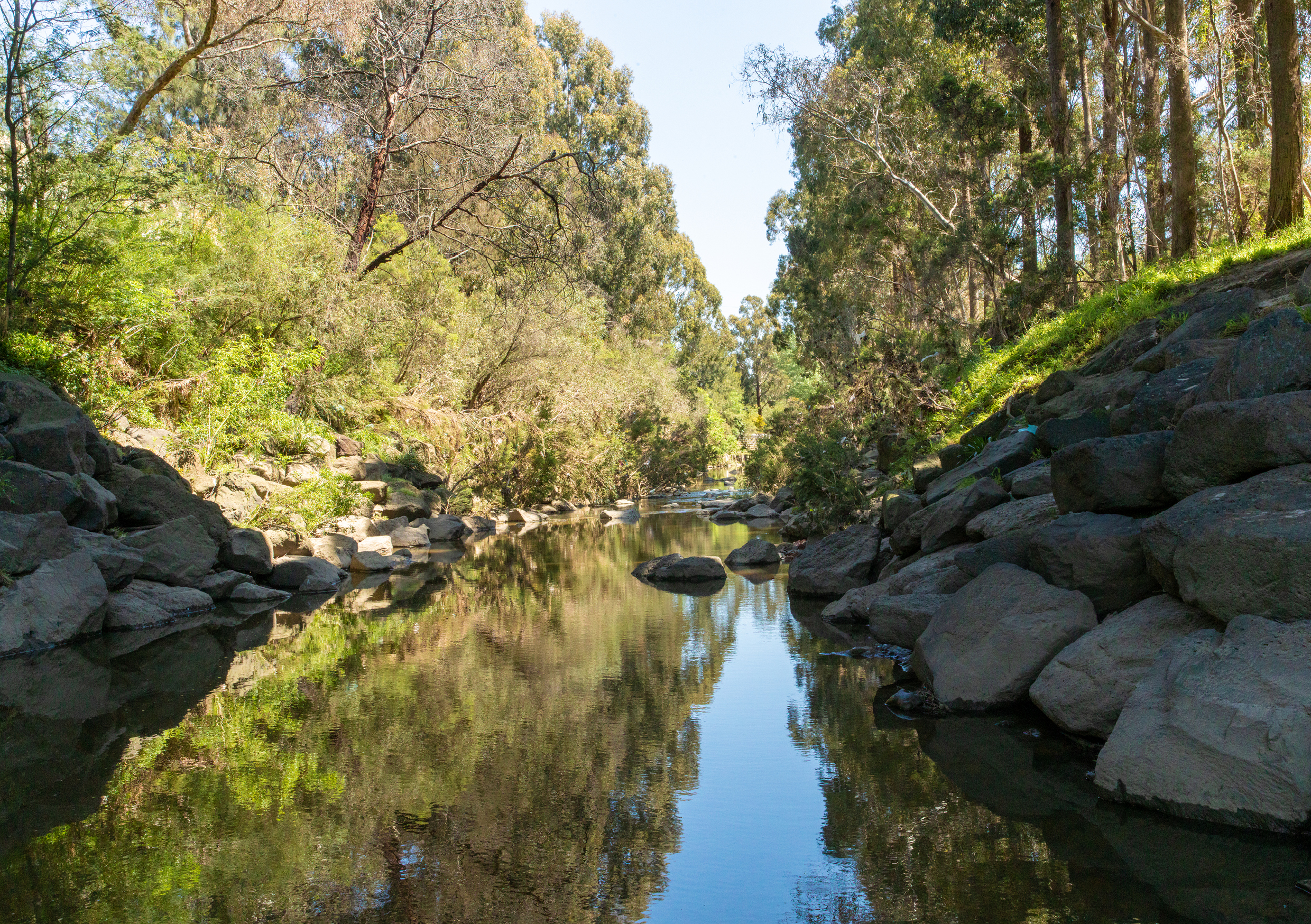 Looking over the calm water of gardiners creek, with dense vegetation on either side