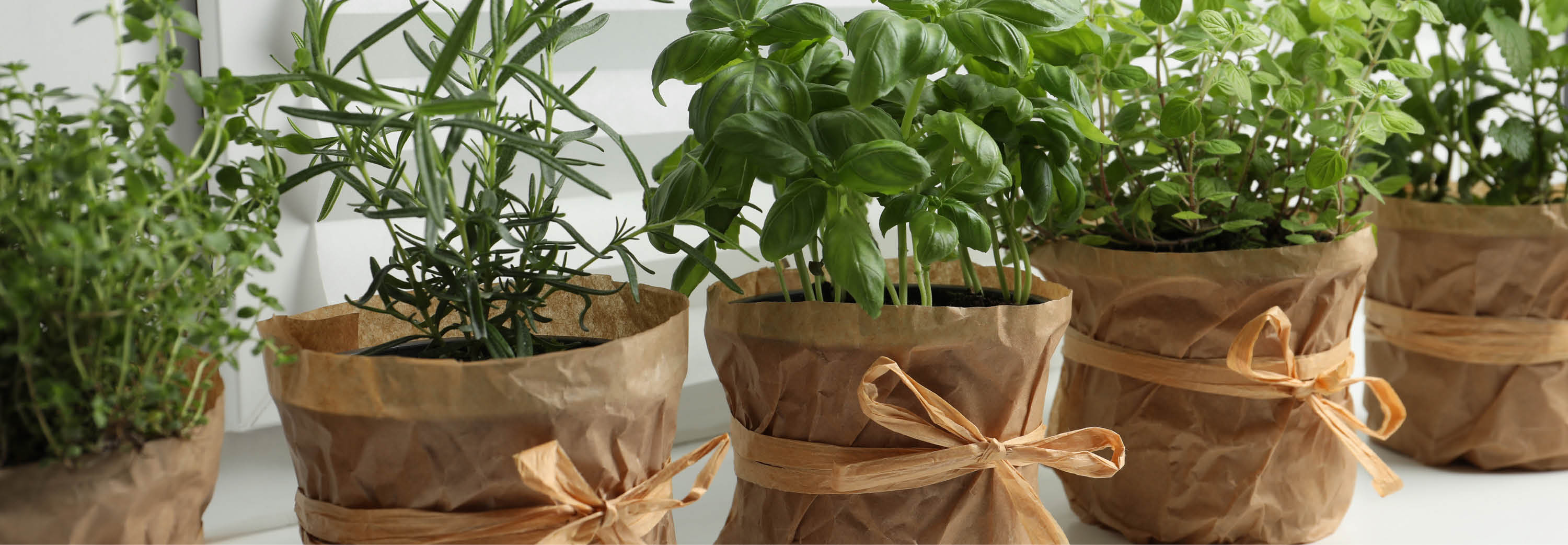 4 pots of herbs wrapped in brown paper and string