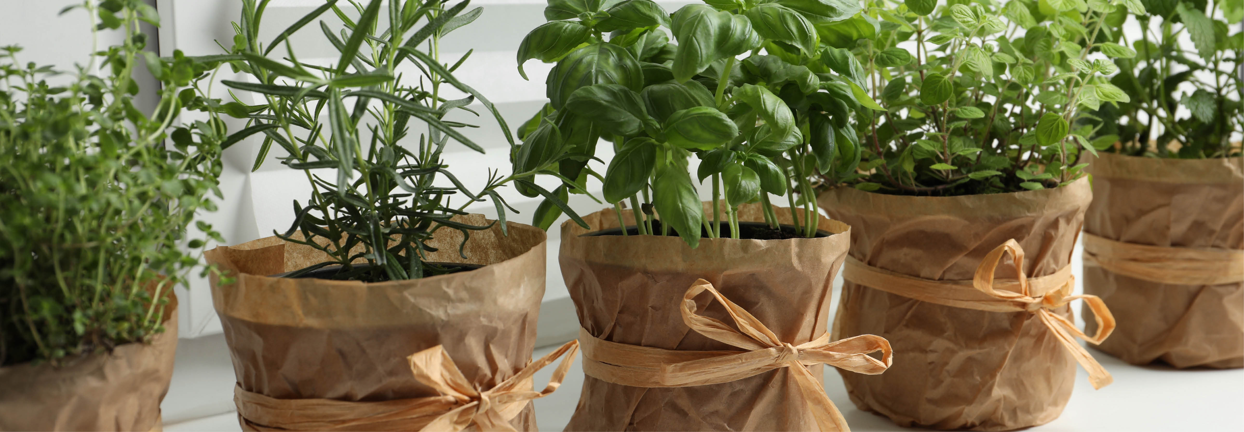4 pots of rosemary, basil and thyme wrapped in brown paper and string