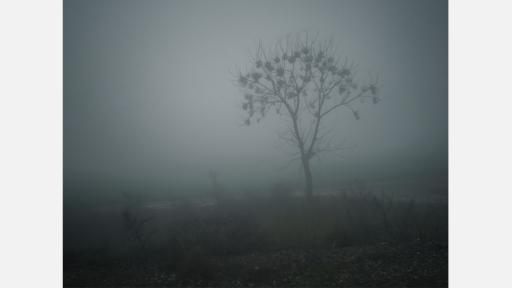 A mostly bare misty landscape with a single tree