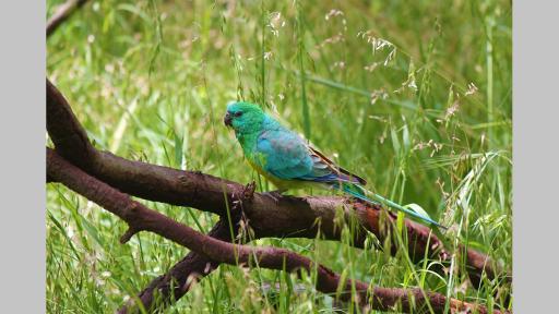 Photo by Charles Nader of a red rumped parrot sitting on a branch surrounded by long grass