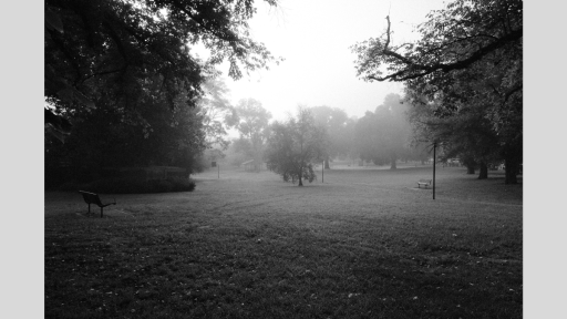 Black and white shot of large grass in light fog. There are mature trees in the distance and the left and right, and a park bench to the near left.