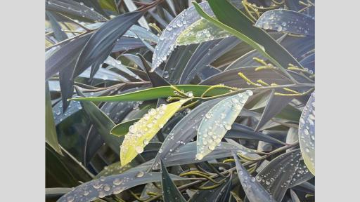 Painting of green Coastal Myall leaves with buds, covered in large raindrops.