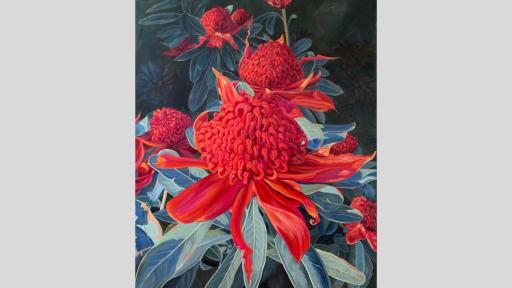 Painting of red waratah flowers and leaves on a dark background filled with shrubs.