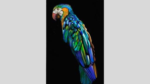 Digital illustration of a macaw parrot on a black background. The feathers are many vibrant shades of blue and green. 