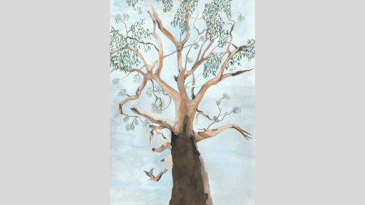 Watercolour painting of a tree. The perspective is from the ground looking up at the tree against a blue sky. The tree has green, sparse leaves, and the bark has peeled off towards the top half of the tree. The colour of the bark is varied shades of dark and light brown.