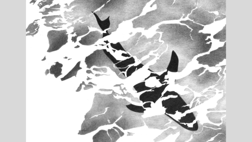 Black and white drawing of a shark under water. The perspective of the work is looking down at the shark. The shark is black and featureless as the water ripples above it.