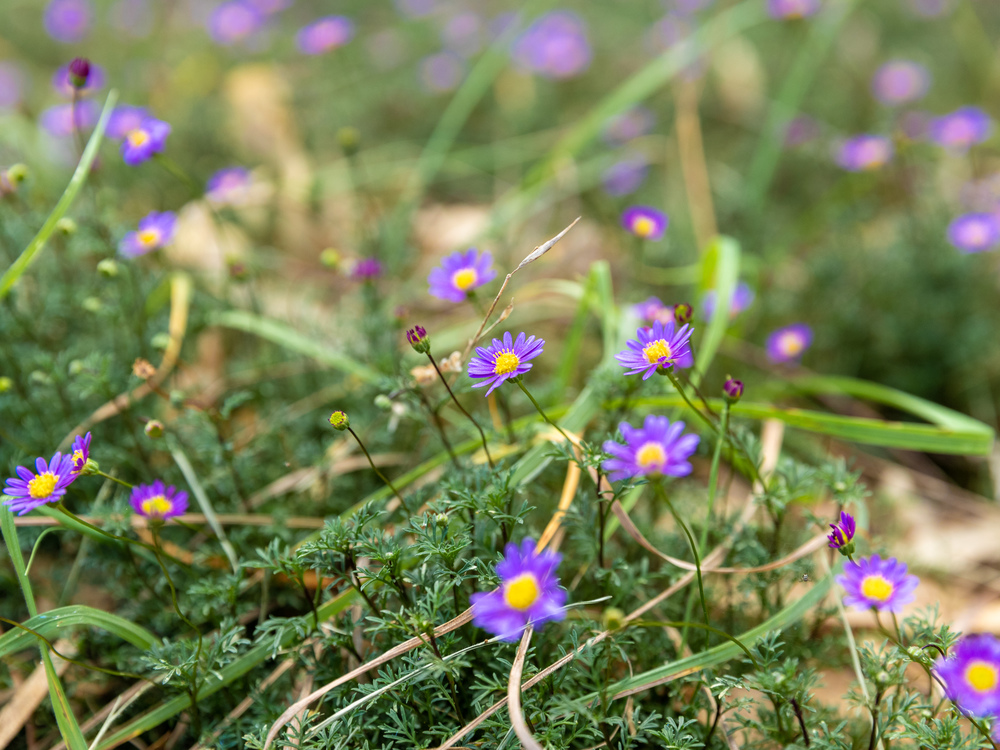 Flowers along the Wurundjeri Heritage Trail