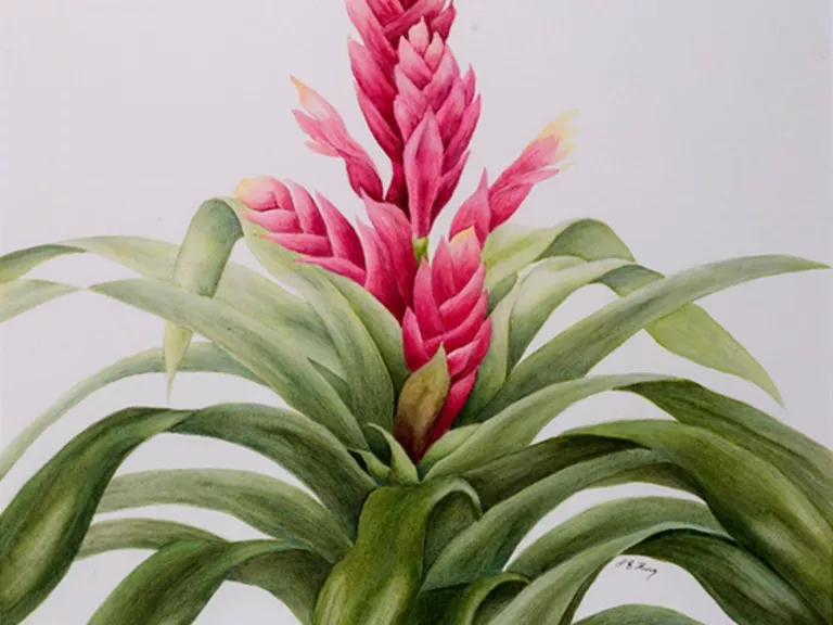 Delicate painting of a bromelliad flower