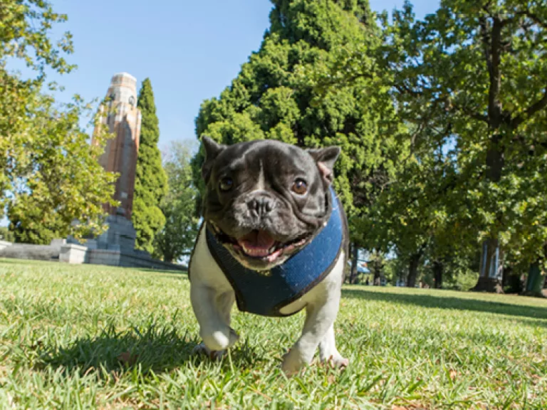 A French Bulldog puppy stands in a park and pants