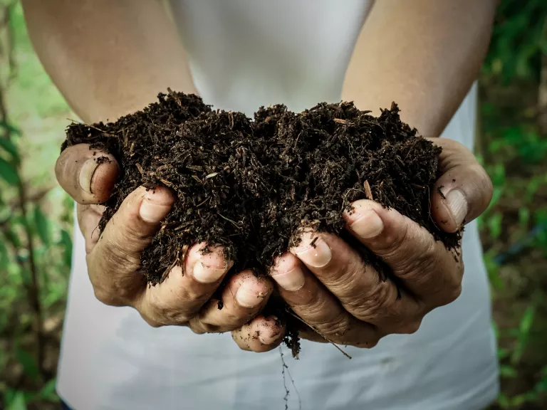 A person holding compost in their hands