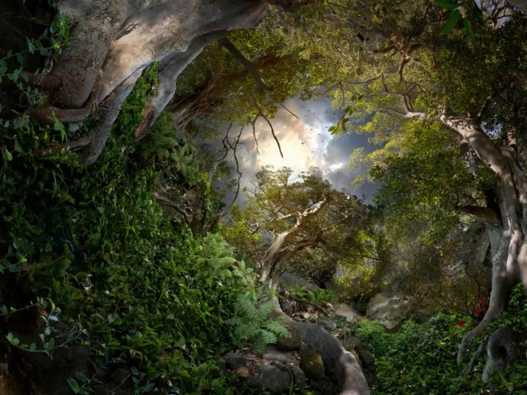 Looking up at a forest of dense trees and foliage that has a curved perspective around the viewing point, with birds and a cloudy sky in the centre