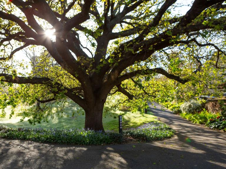 A large tree at a park with green foliage, lit by the sun that is coming through the leaves