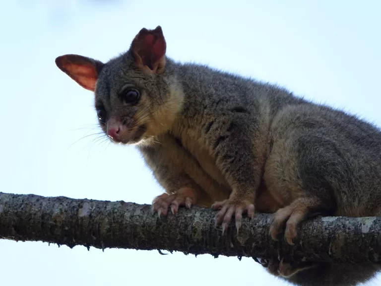 A possum in a tree