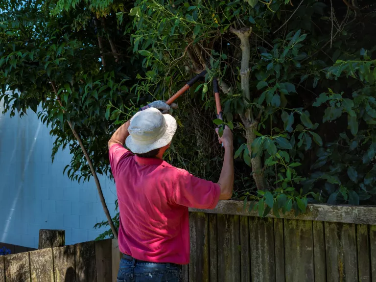 A person pruning a tree