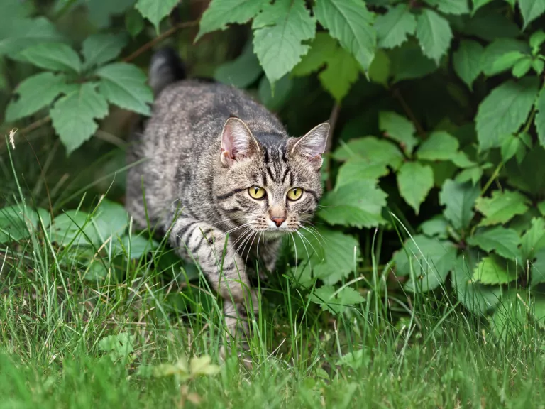 A cat coming out of a bush