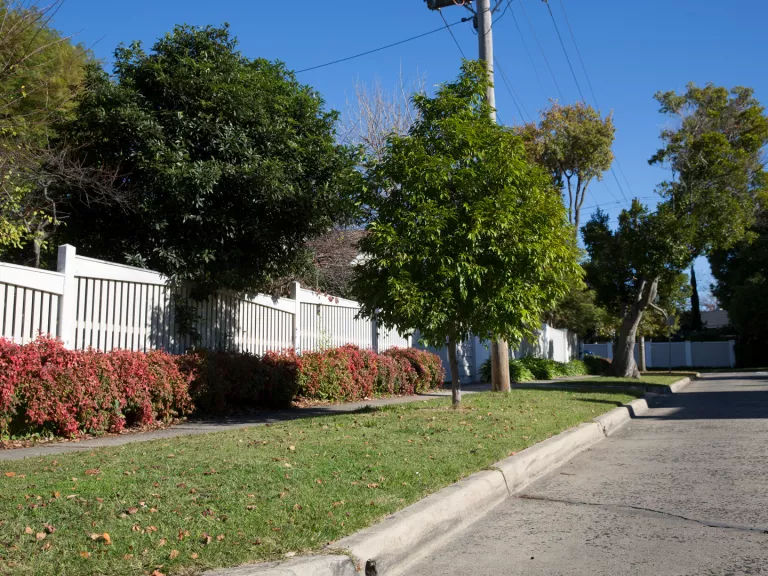 Nature strip with street tree