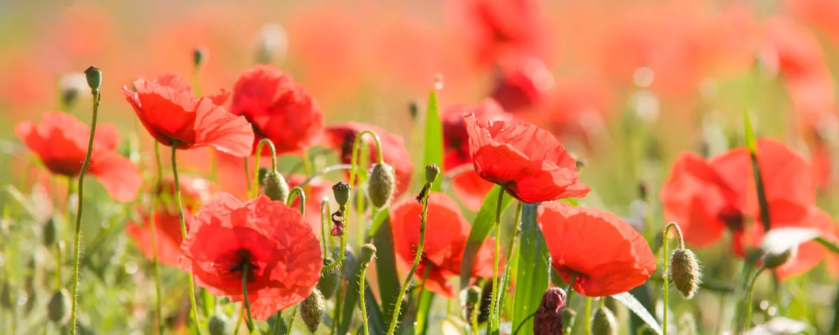 A field of poppies