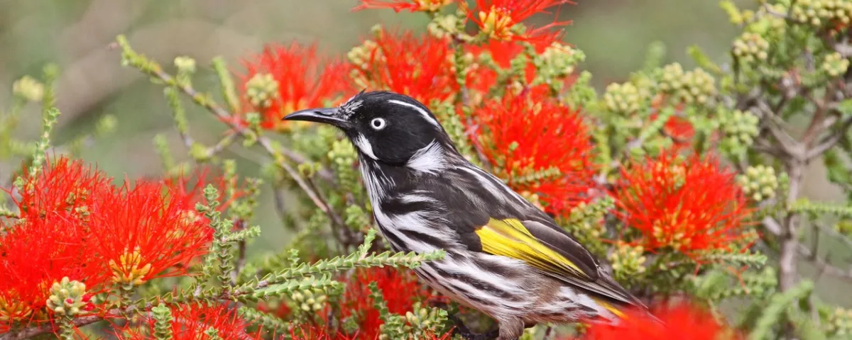 New Holland honey eater bird sitting in a native bush