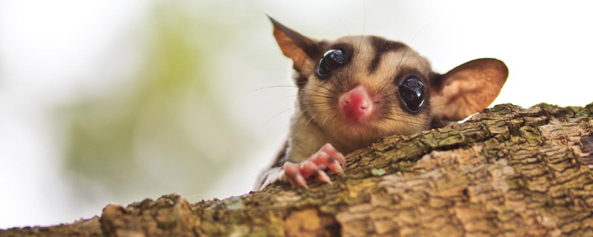 A small marsupial sitting on a large tree branch