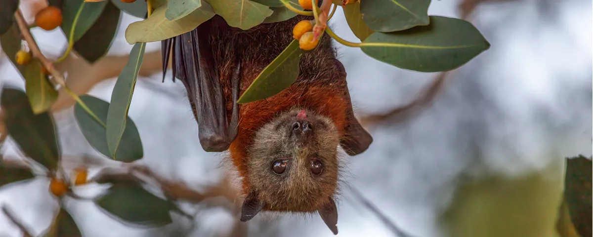 Grey-headed flying fox hangs in tree with yellow fruit