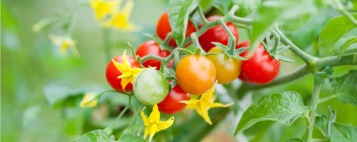 Bunch of small red, orange and green tomatoes and yellow flowers on plant in garden