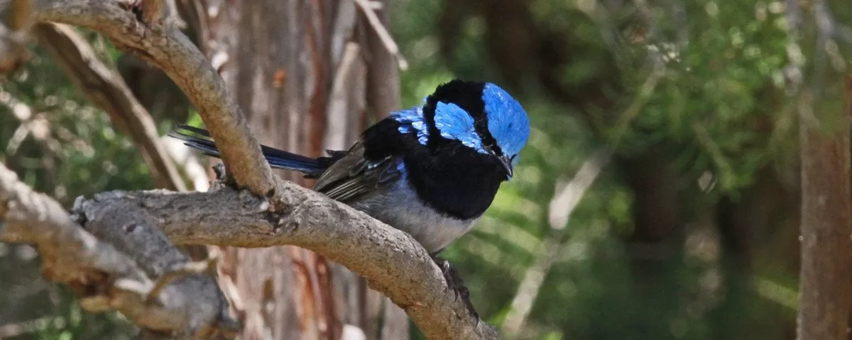 A small blue and black bird sitting on a branch