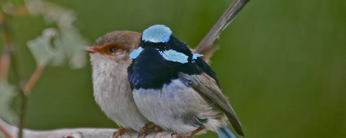 a small blue-dappled wren and a brown wren on a branch