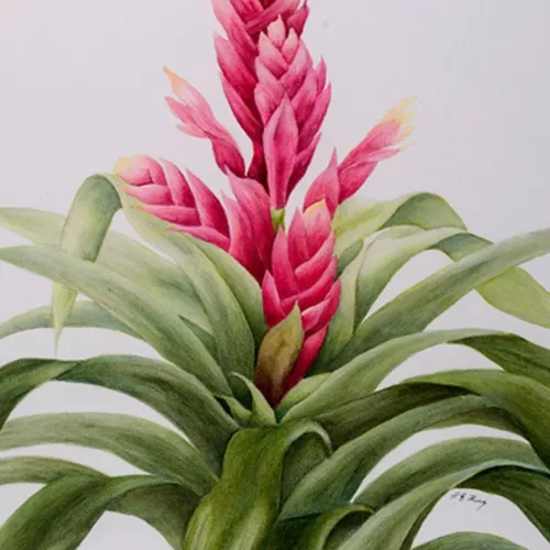 Delicate painting of a bromelliad flower