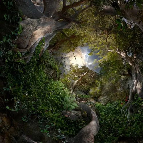 Looking up at a forest of dense trees and foliage that has a curved perspective around the viewing point, with birds and a cloudy sky in the centre