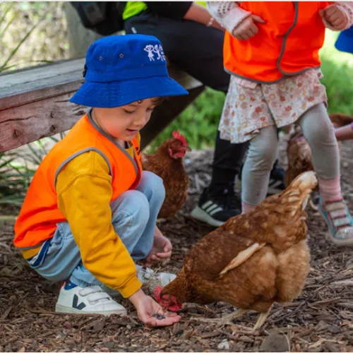 Small children feed chickens