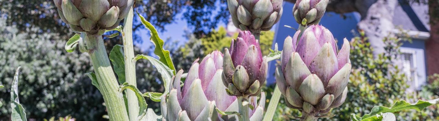 magnificent, spiky, purple artichoke flowers bloom in a garden