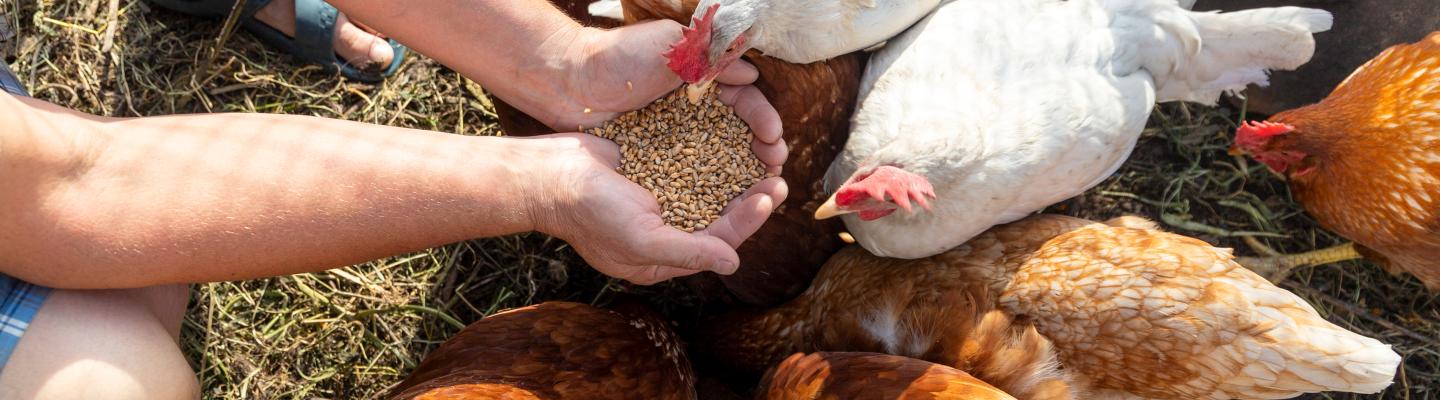 A child holds 2 hands full of grain to a cluster of white and orange chickens