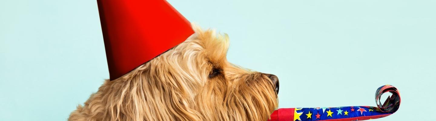 A shaggy dog wears a party hat and blows a party popper