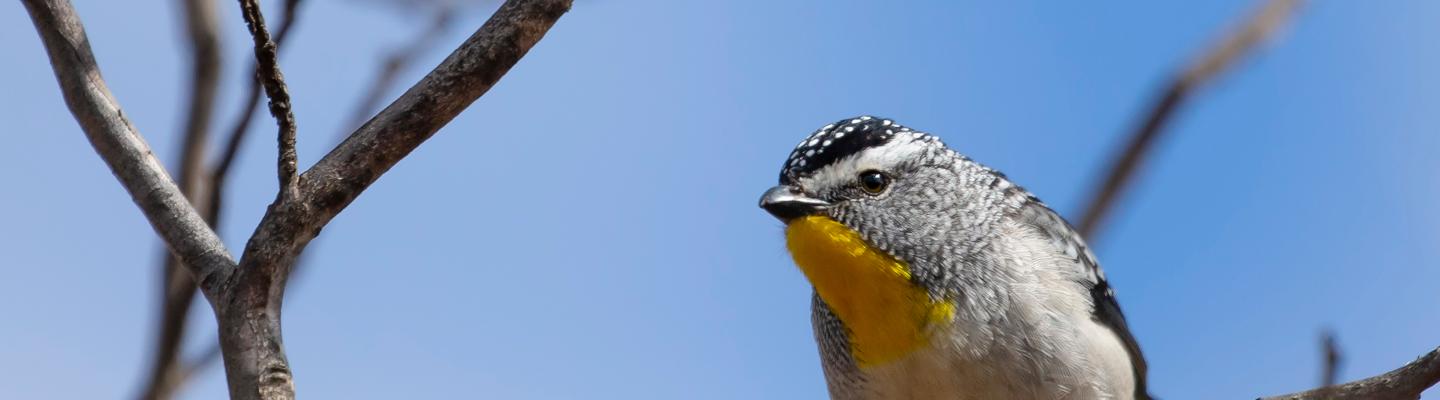 Spotted Pardalote in tree
