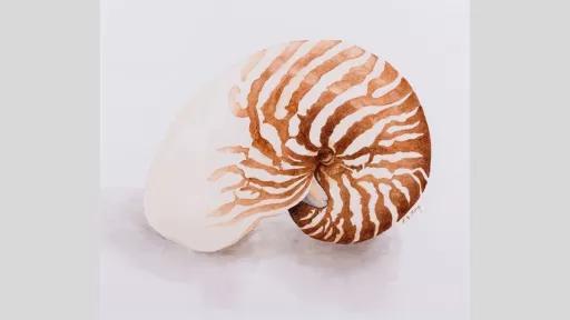 Watercolour painting of a nautilus shell.