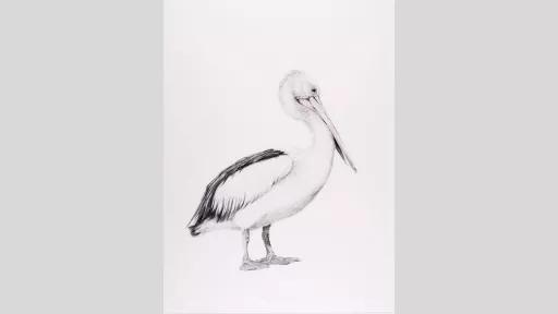 Pencil drawing of a pelican.