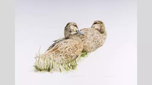 Watercolour painting of two pacific black ducks.