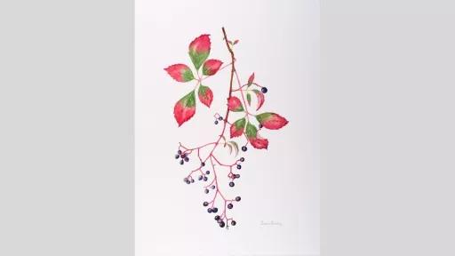 Waterolour painting of Virginia Creeper with leaves and berries.