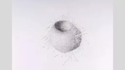 Pencil drawing of a ball-like birds nest.