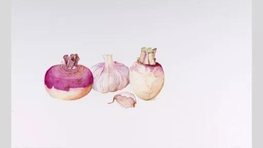 Watercolour painting of two turnips without their leaves, and a bulb of garlic.