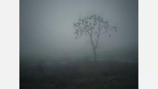 A mostly bare misty landscape with a single tree