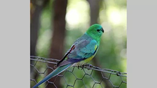 Photo by Leila Nader of a bird with green, blue and red feathers sitting on a wire fence