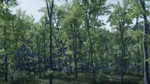 A forest of young thin trees with green foliage and cliffs in the background