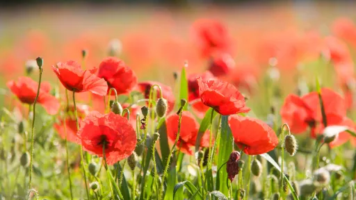 A field of poppies