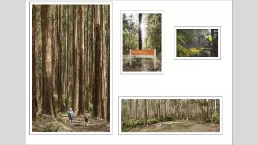 Vista of people walking through tall and densely planted trees and a sign saying Boroondara Track