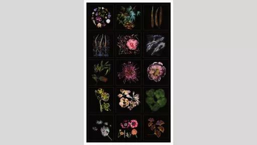 Still lives of flowers in luminescent jewel tones against a velvet black backdrop