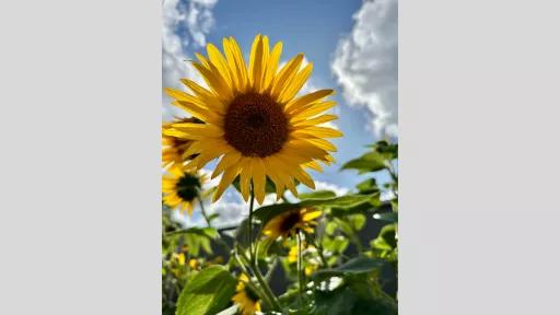 Close-up of large round yellow flower in sunshine, with clouds and blue sky in the background.